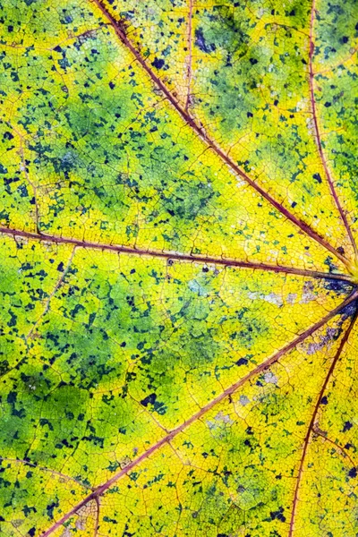 Podzimní Britské Listy Detailní Záběr Abstrakt — Stock fotografie