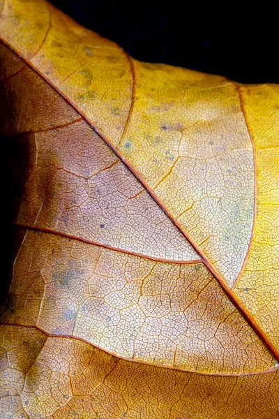 Autumn British Leaves Close Résumé — Photo