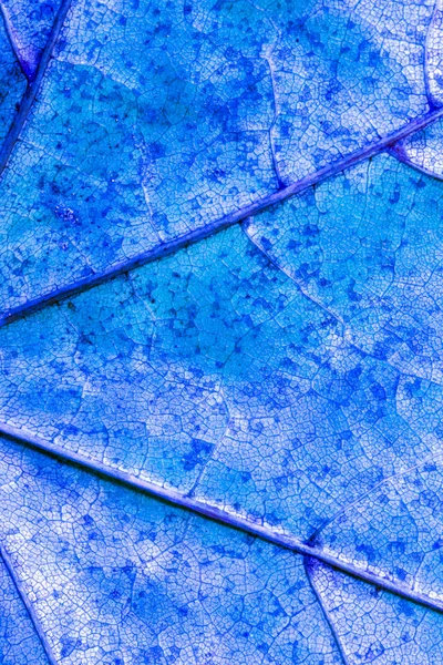Autunno British Leaves Close Astratto — Foto Stock