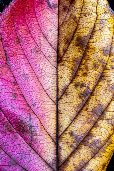 Herbstliche Britische Blätter Nahaufnahme Abstrakt — Stockfoto