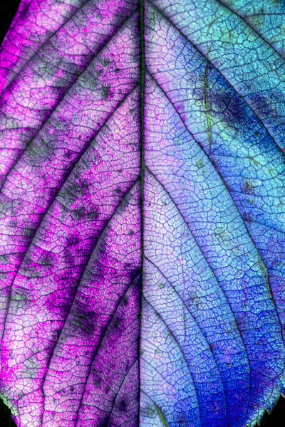 Autumn British Leaves on Close Up Abstract