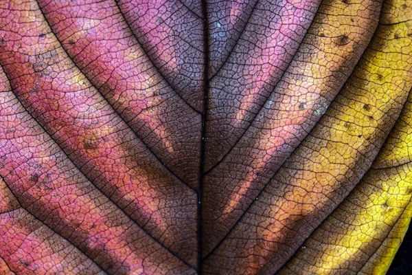 Herbstliche Britische Blätter Nahaufnahme Abstrakt — Stockfoto