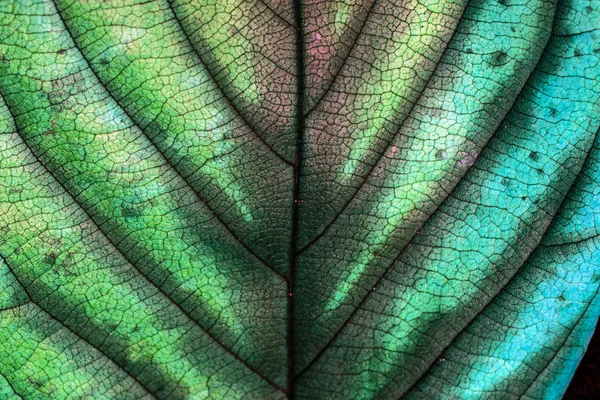 Inggris Autumn British Leaves Close Abstract — Stok Foto