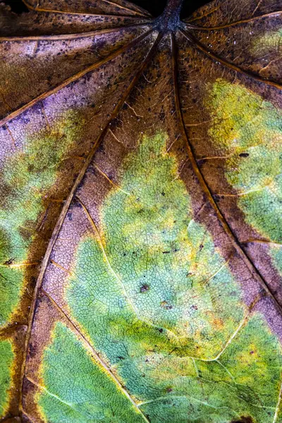 Herbstliche Britische Blätter Nahaufnahme Abstrakt — Stockfoto