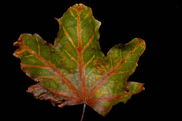 Outono Folhas Britânicas Close Abstract — Fotografia de Stock