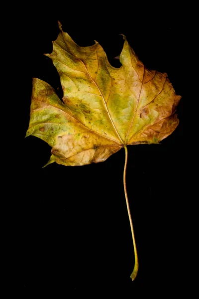 Herbstliche Britische Blätter Nahaufnahme Abstrakt — Stockfoto