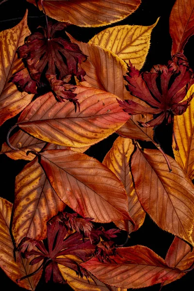 Outono Folhas Britânicas Close Abstract — Fotografia de Stock