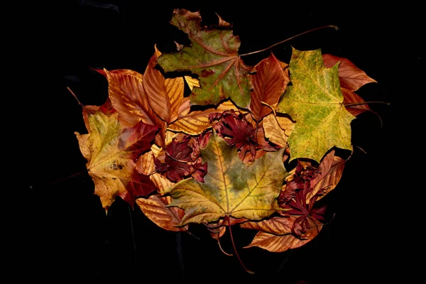 Podzimní Britské Listy Detailní Záběr Abstrakt — Stock fotografie