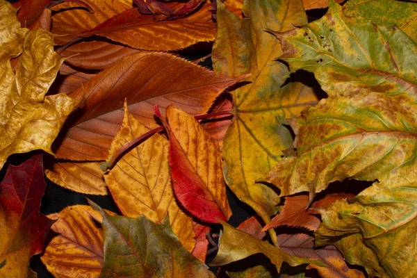 Otoño Hojas Británicas Primer Plano Resumen — Foto de Stock