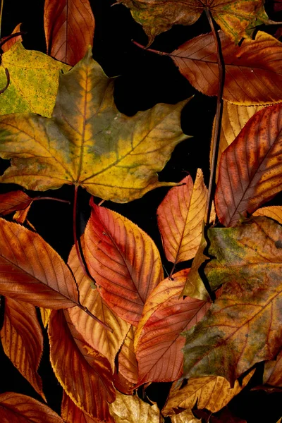 Autumn British Leaves Close Abstract — Stock Photo, Image