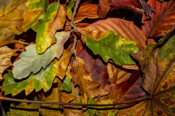 Otoño Hojas Británicas Primer Plano Resumen — Foto de Stock