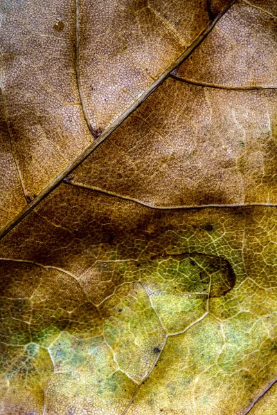 Brytyjski Liści Jesienią Zbliżenie Abstrakcja — Zdjęcie stockowe
