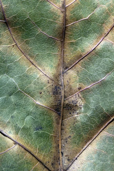 Herbstliche Britische Blätter Nahaufnahme Abstrakt — Stockfoto