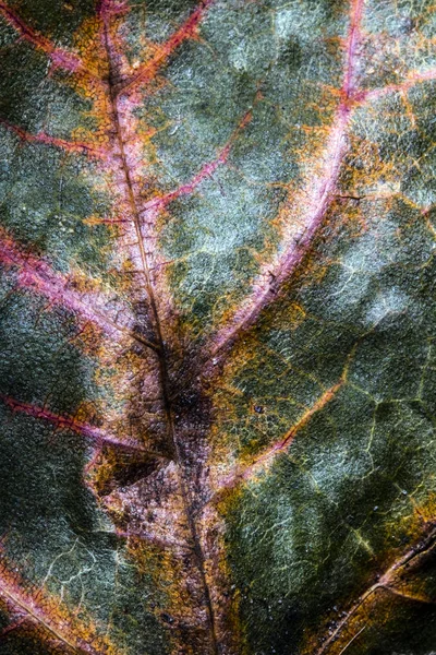 Autumn British Leaves Close Abstract — Stock Photo, Image