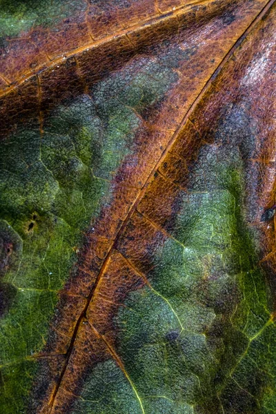 Brytyjski Liści Jesienią Zbliżenie Abstrakcja — Zdjęcie stockowe