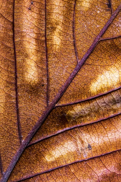 Осень Британские Листья Крупном Плане — стоковое фото