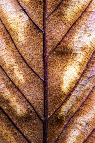 Autumn British Leaves Close Résumé — Photo