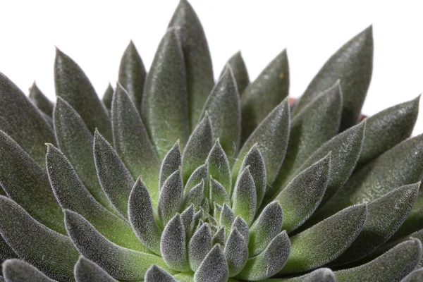Cactus Succulente Installatie Sluit Omhoog Een Witte Achtergrond — Stockfoto