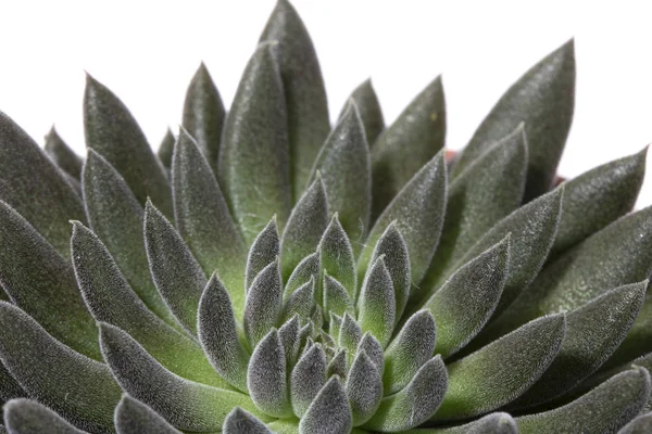 Planta Suculenta Cacto Perto Fundo Branco — Fotografia de Stock