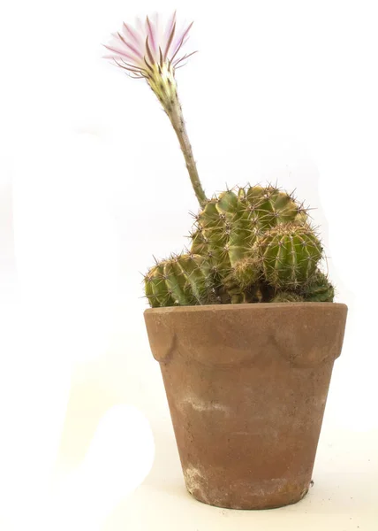 Egy Virágzó Kaktusz Virágzás Közelről — Stock Fotó