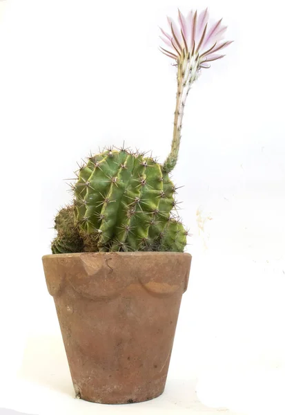 Primo Piano Cactus Fiore — Foto Stock