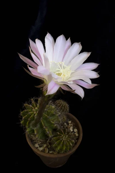 Gros Plan Cactus Fleurs — Photo