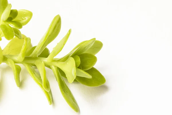 Planta Suculenta Cacto Perto Fundo Branco — Fotografia de Stock