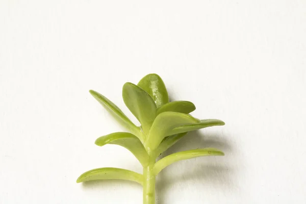 Cactus Pianta Succulenta Primo Piano Uno Sfondo Bianco — Foto Stock