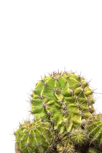 Planta Suculenta Cacto Perto Fundo Branco — Fotografia de Stock