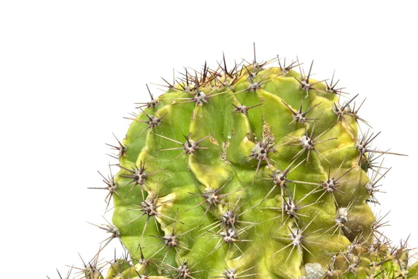 Cactus Succulente Installatie Sluit Omhoog Een Witte Achtergrond — Stockfoto