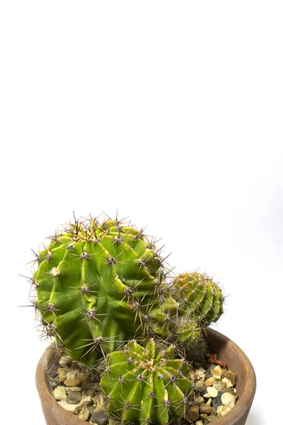 Kaktus Roślina Soczysty Close Białym Tle — Zdjęcie stockowe