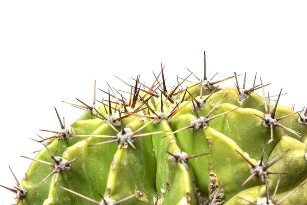 Planta Suculenta Cacto Perto Fundo Branco — Fotografia de Stock