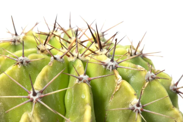 Planta Suculenta Cacto Perto Fundo Branco — Fotografia de Stock