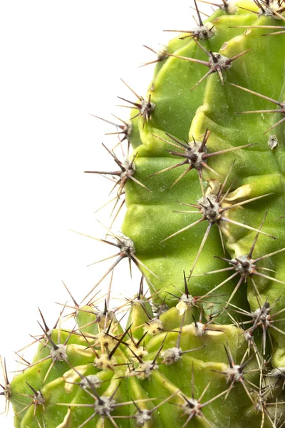 Planta Suculenta Cacto Perto Fundo Branco — Fotografia de Stock