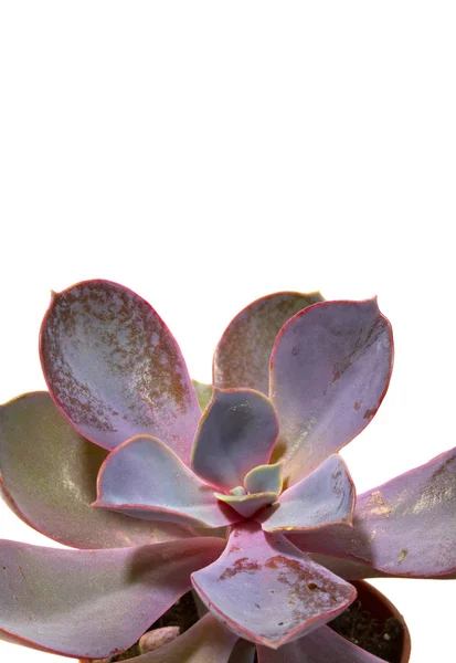 Cactus Pianta Succulenta Primo Piano Uno Sfondo Bianco — Foto Stock