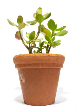 Kaktüs sulu fabrikayı kapatmak beyaz bir arka plan üzerine