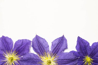 Güzel akasma çiçek ve yaprakları beyaz arka plan üzerinde