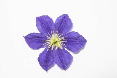 Güzel akasma çiçek ve yaprakları beyaz arka plan üzerinde