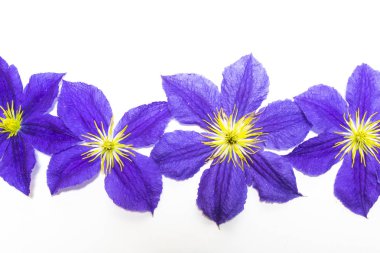 Güzel akasma çiçek ve yaprakları beyaz arka plan üzerinde