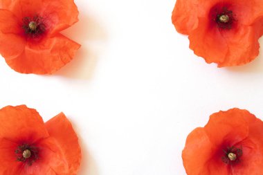 Kırmızı Poppies topluluğu 