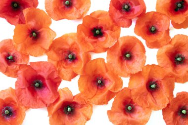 Kırmızı Poppies topluluğu 