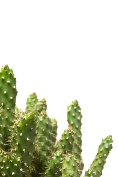 Cactus Succulente Installatie Sluit Omhoog Een Witte Achtergrond — Stockfoto