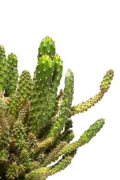 Planta Suculenta Cacto Perto Fundo Branco — Fotografia de Stock