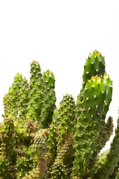 Cactus Succulente Installatie Sluit Omhoog Een Witte Achtergrond — Stockfoto