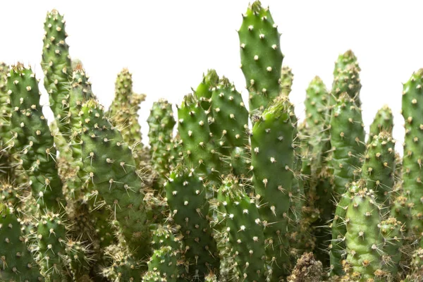 Planta Suculenta Cacto Perto Fundo Branco — Fotografia de Stock