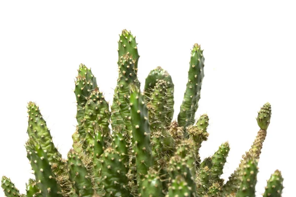 Kaktus Roślina Soczysty Close Białym Tle — Zdjęcie stockowe