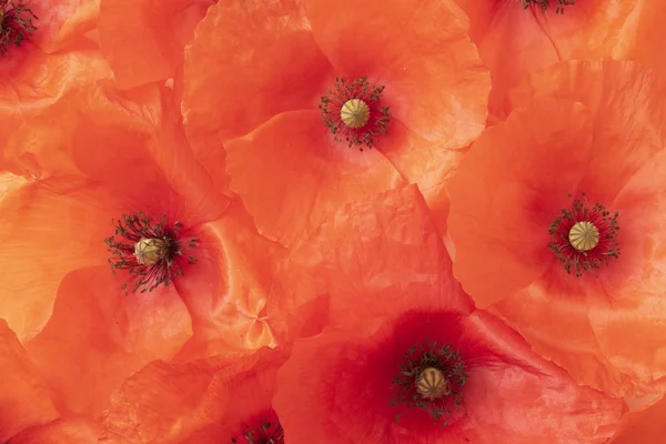 Une Collection Coquelicots Rouges — Photo