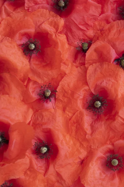 Eine Sammlung Roter Mohnblumen — Stockfoto