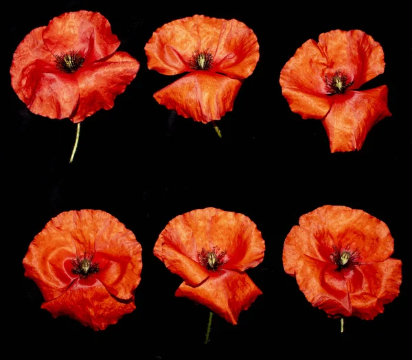 Une Collection Coquelicots Rouges — Photo