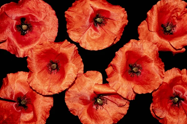 Collection Red Poppies — Stock Photo, Image